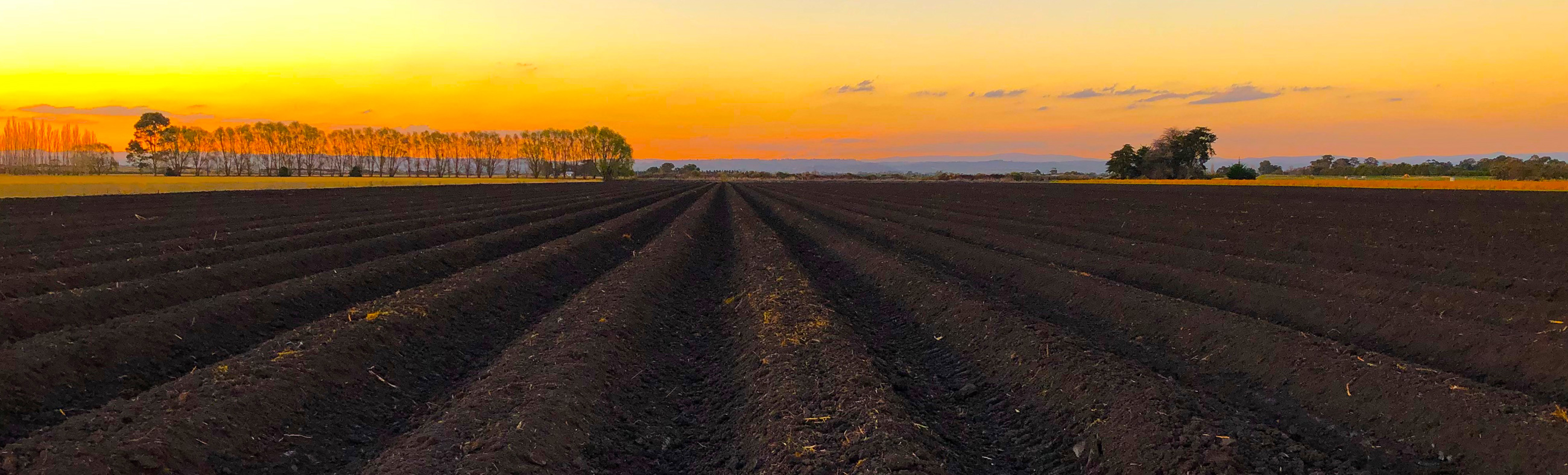 Momack Australia Asparagus Farming & Exporter Koo Wee Rup