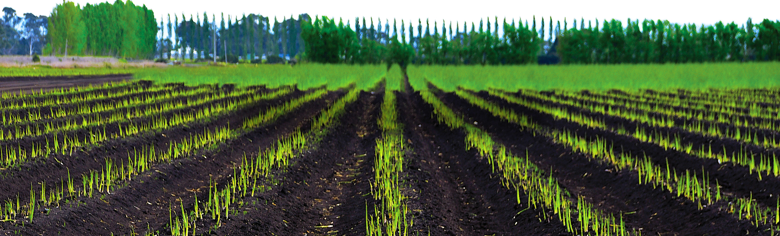 Momack Australia Asparagus Farming & Exporter Koo Wee Rup