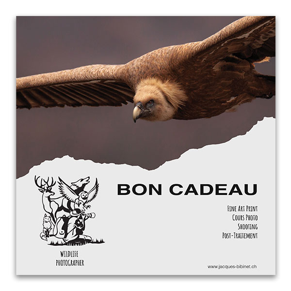 Bon Cadeau - Cours & Stage Photo Animalière