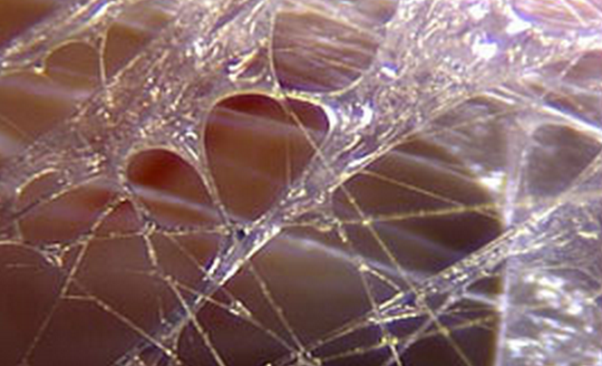 Observation des fascias au microscope