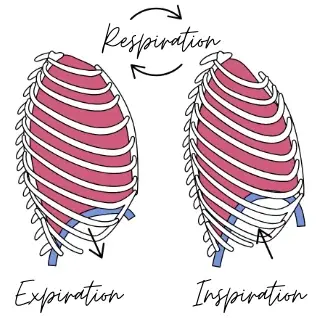 Le mouvent respiratoire du diaphragme.