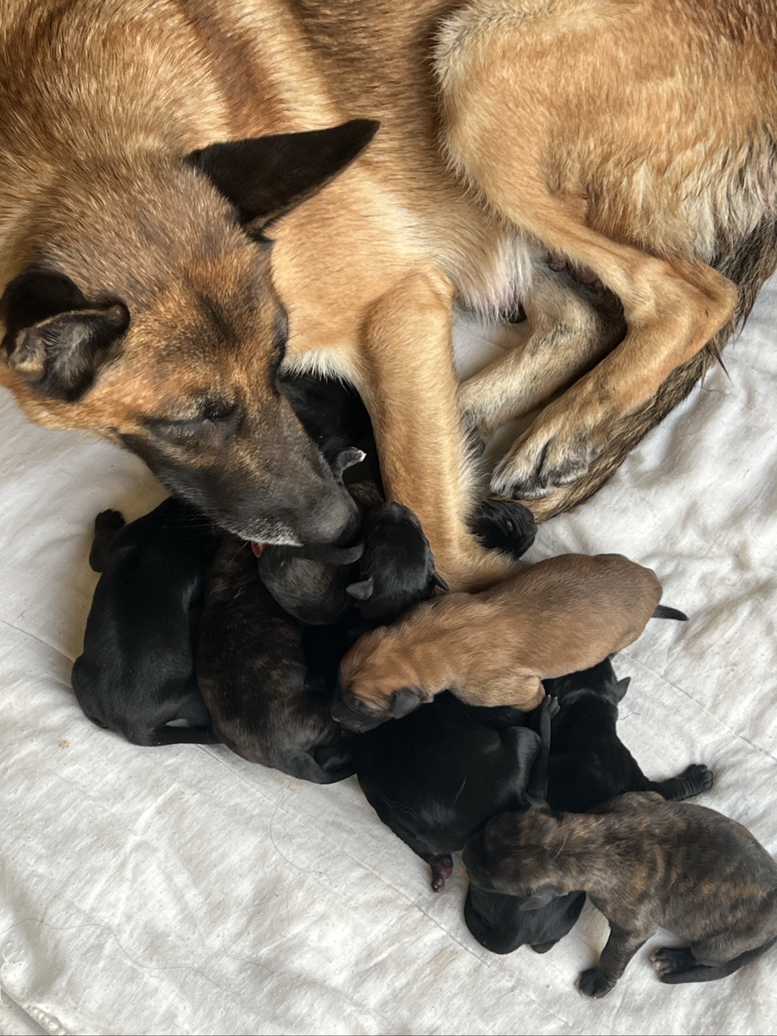 Chiots type Berger