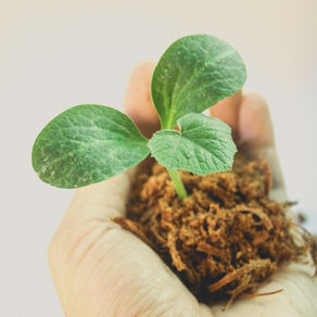 How will you grow in 2019?