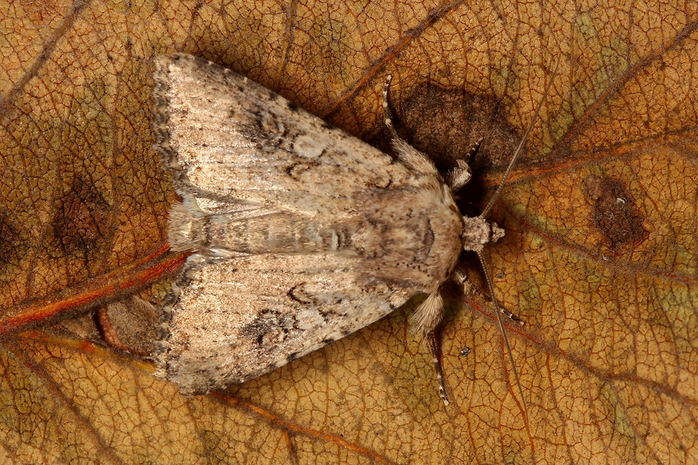 Mythimna languida