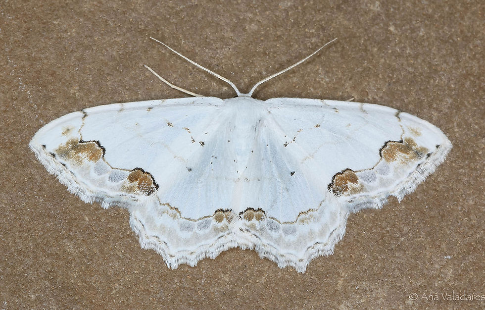Scopula ornata