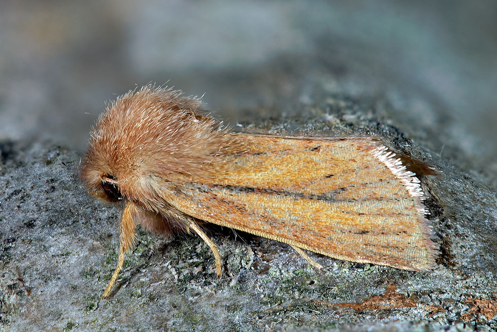 Denticucullus pygmina