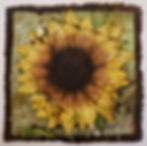 Thumbnail: 4x4 inch Greeting Cards