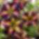 Crazytunia Pulse