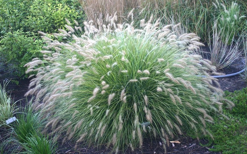 Pennisetum Fountain Grass