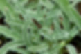 Sage Salvia Officinalis Green