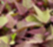 Ipomoea Bright Ideas Rusty Red