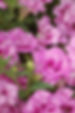 Surfinia Summer Double Pink
