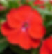 NG Sunpatiens Compact Red