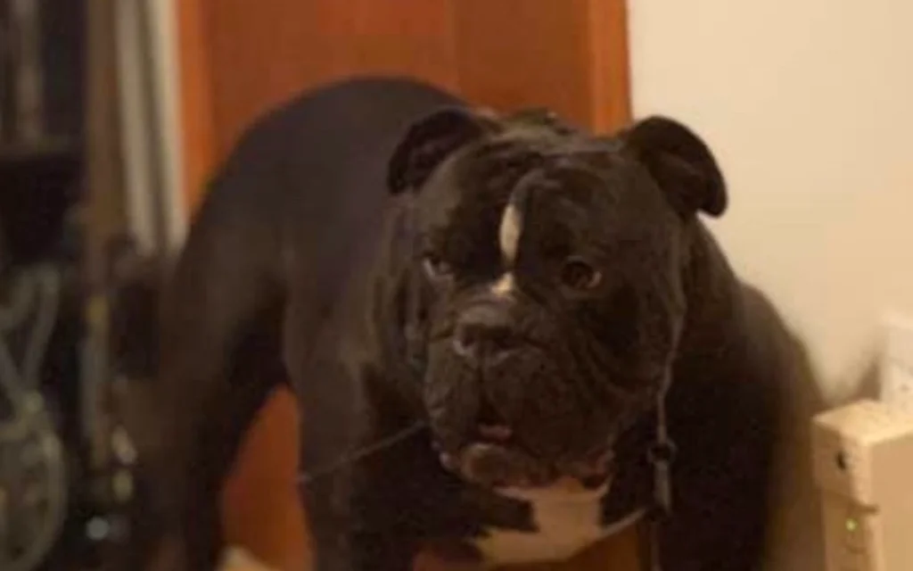 hermes olde english bulldogge