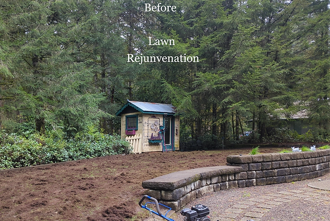 Lawn Restoration - Before - Tumwater, WA