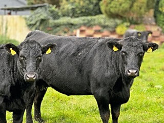 Zwei Wagyu Rinder auf saftiger, grüner Wiese