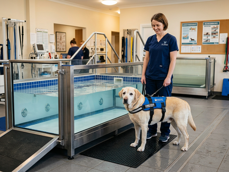 How Hydrotherapy Can Support Older Dogs with Arthritis at The Canine Hydro Hub