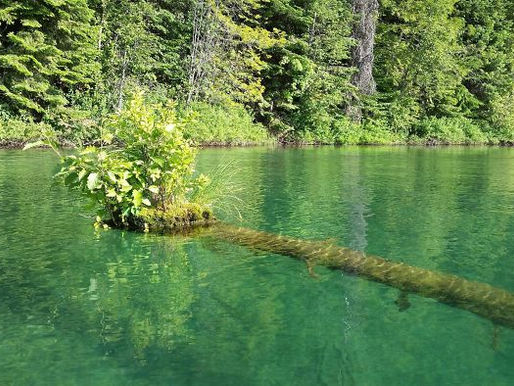 Another 15 Trees That Know How to Survive