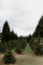 South Wedding Cat Dossett I Take Photos-594_websize.jpg