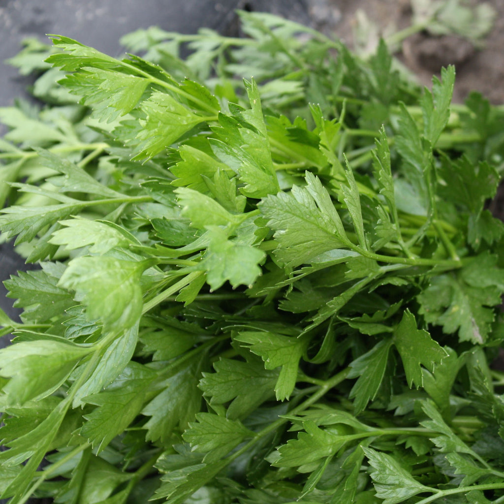 Fines herbes Persil italien
