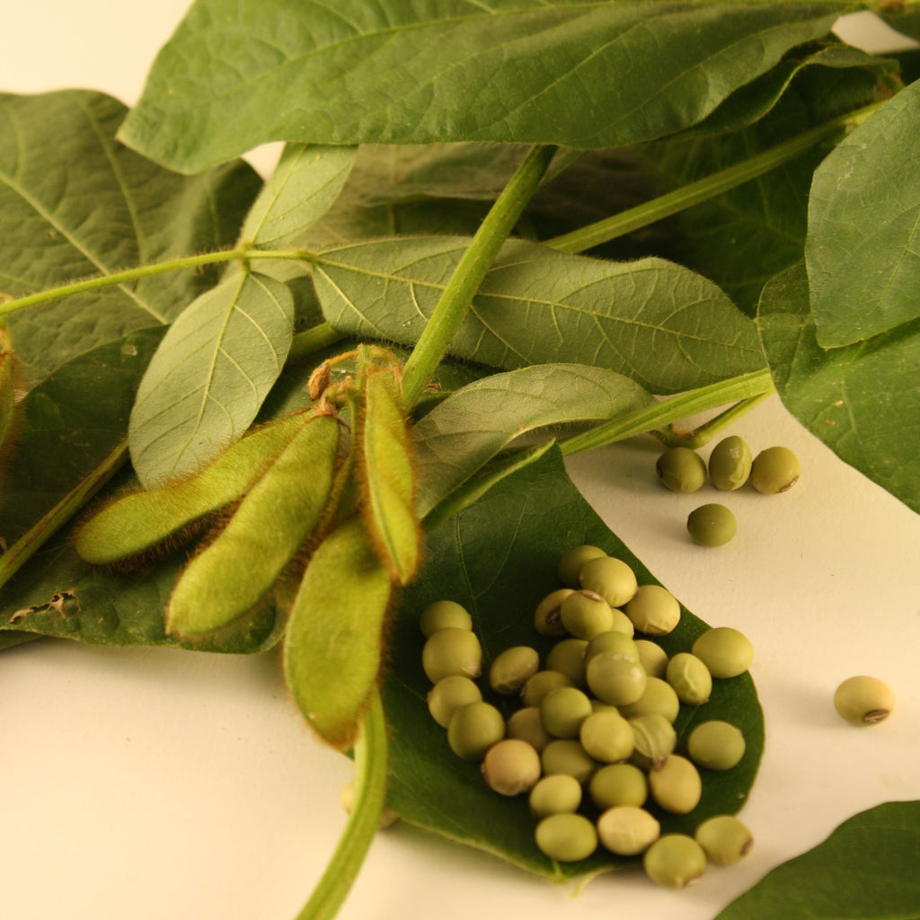 Fève de soya Edamame Envy
