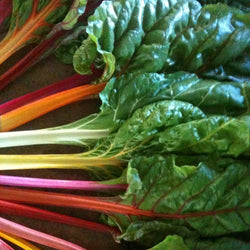 Bette-à-carde Arc-en-ciel