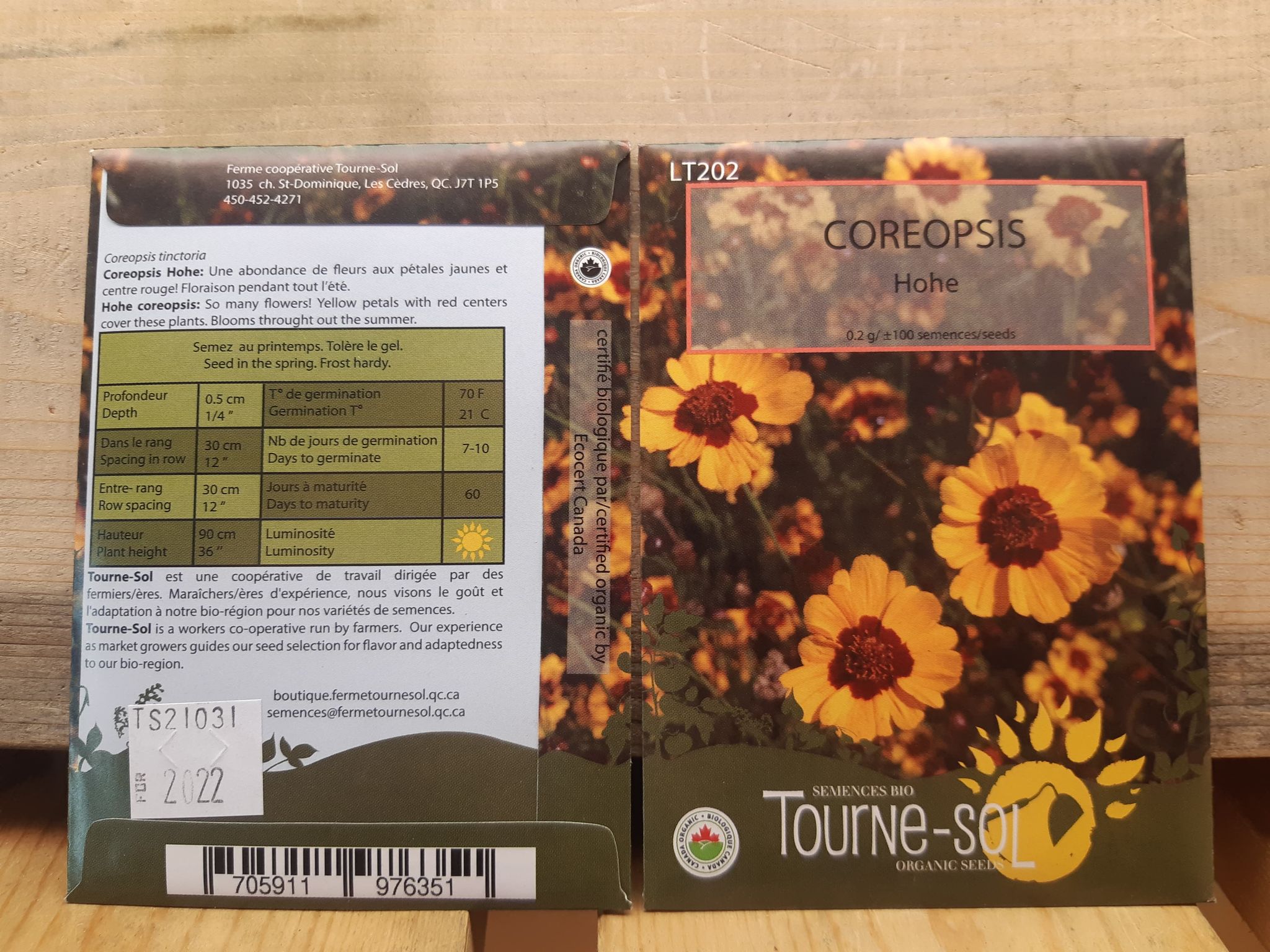 Coreopsis