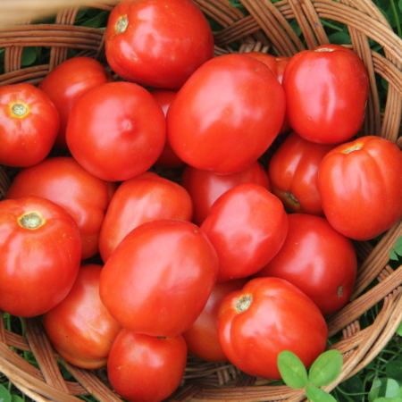 Tomate italienne Saucy Lady