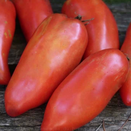 Tomate italienne Maria