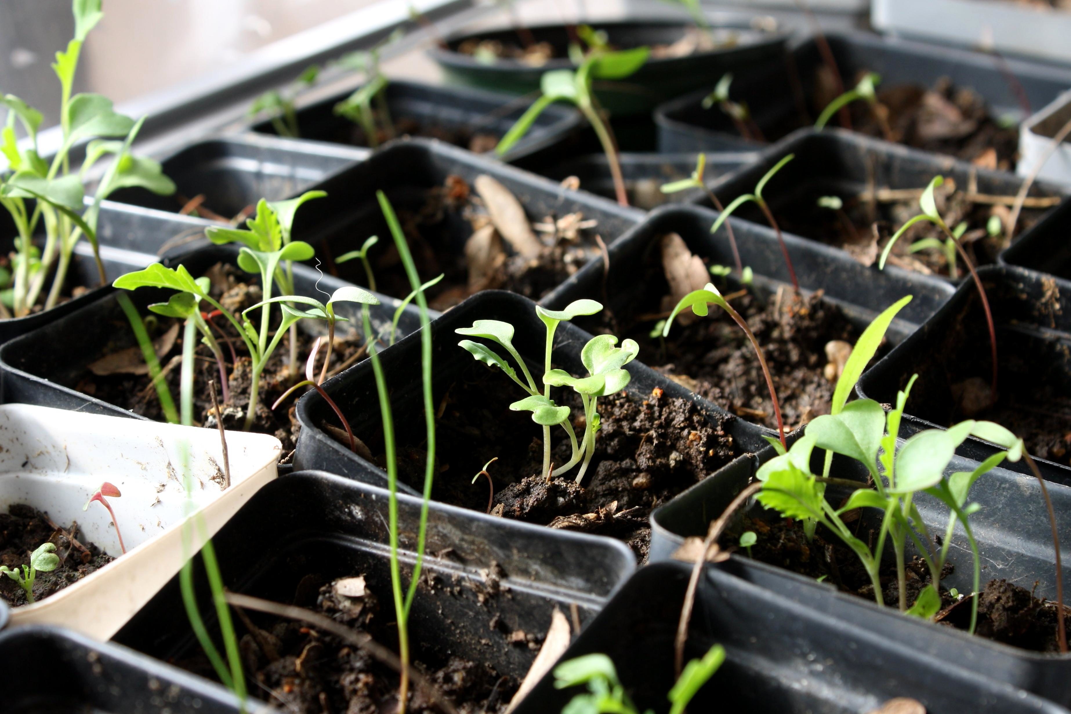 Caissette de 9 plants au choix