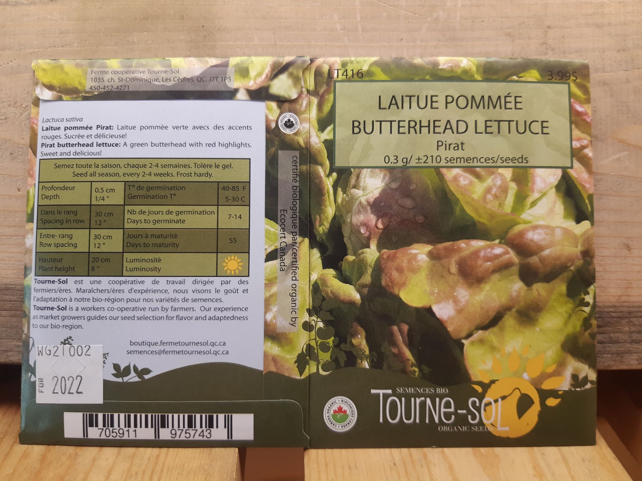 Laitue Pommée