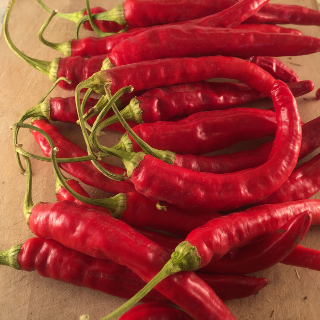 Piment fort Red Rocket