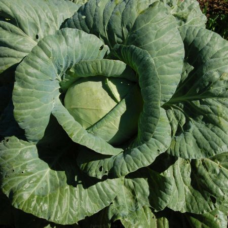 Chou vert Golden Acre Bio