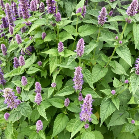 Agastache de Corée Bio