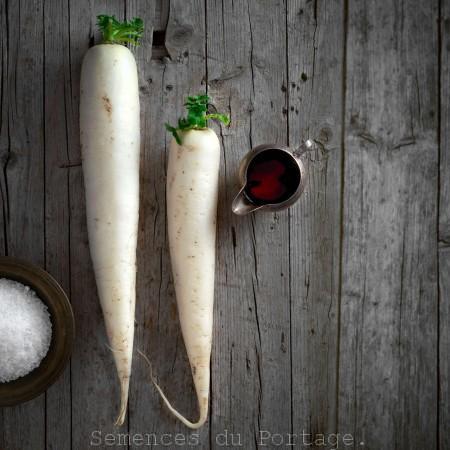 Radis Daikon bio