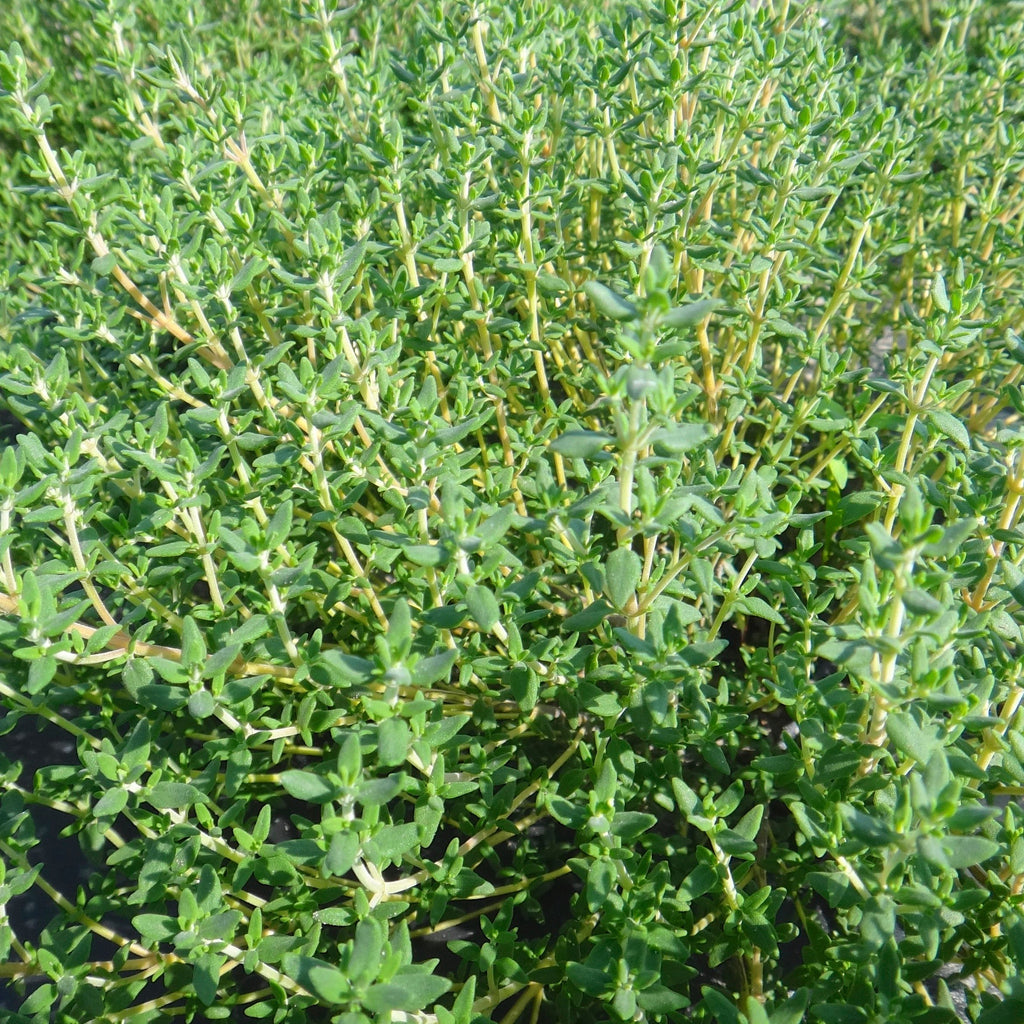 Thym Bio