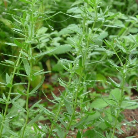 Sariette Été