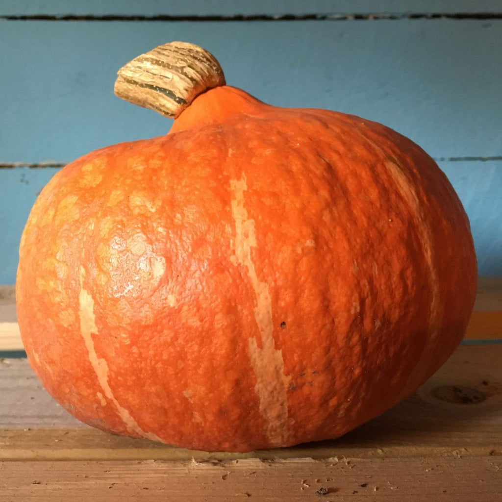 Courge Red Kuri