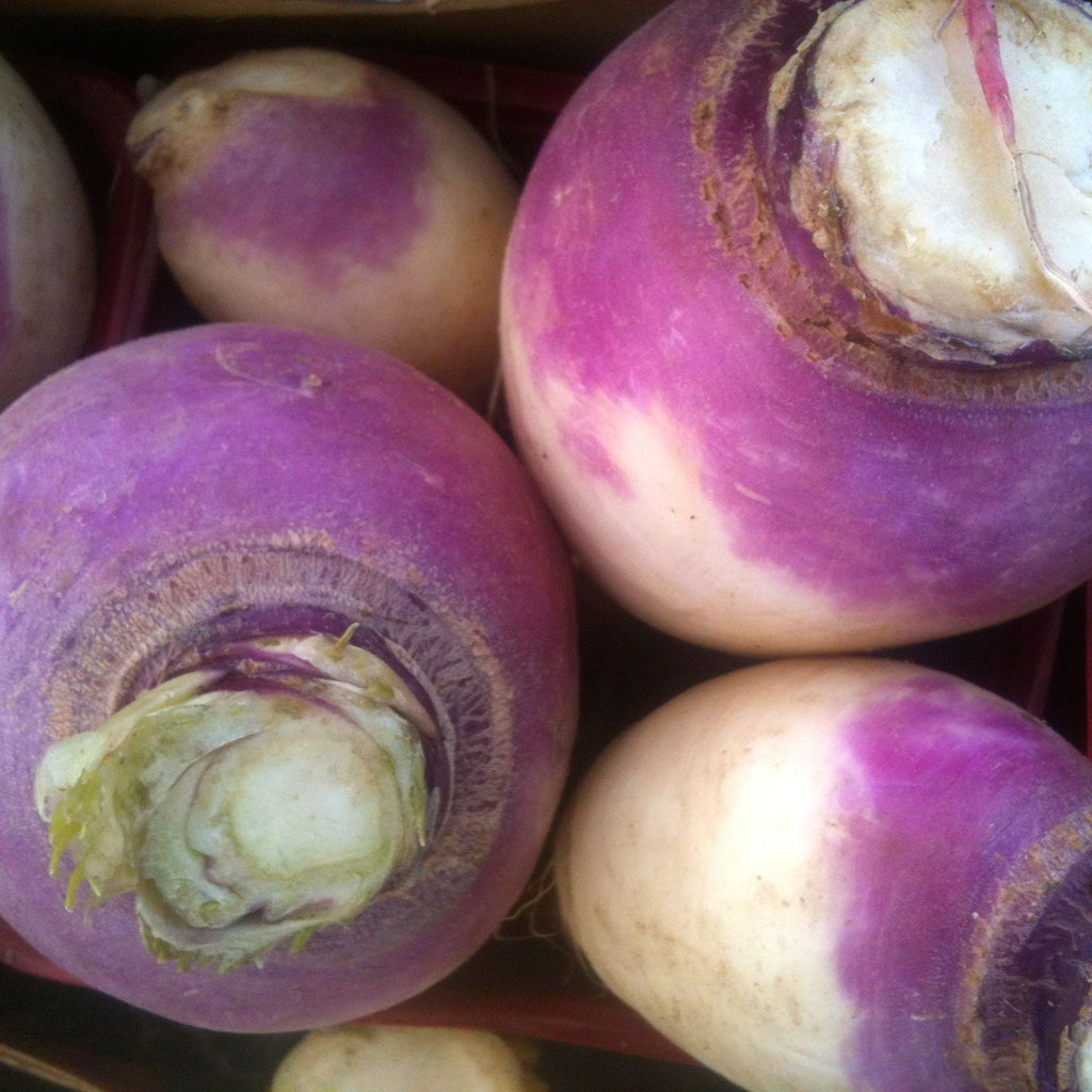 Navet Purple Top White Globe