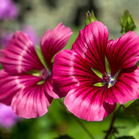 Malope