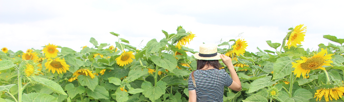 sunflowers