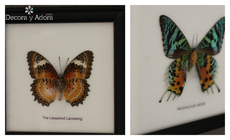 CUADROS DE MARIPOSAS