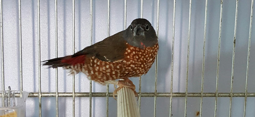 Genere Clytospiza