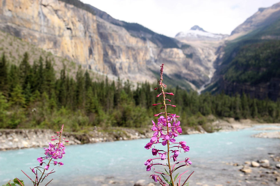 Berg Lake Trail with beautiful river