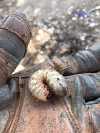 june-beetle-grub.jpeg