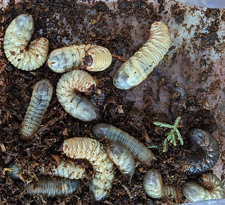 grubs.jpg