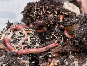 red-worms.jpg