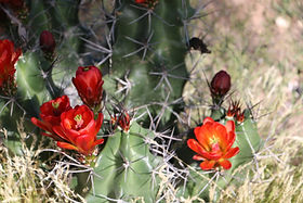 thornless cactus plants Opuntia ellisiana Thornless Spineless Prickly Pear