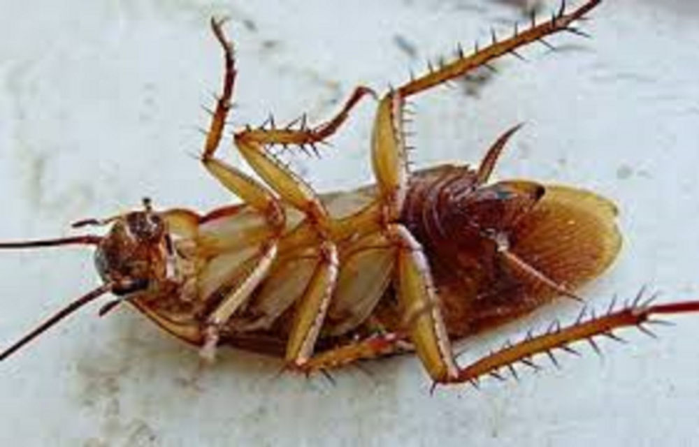 Entenda porque as baratas aparecem mais no verão