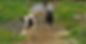 CowsStreamCrossing.jpg